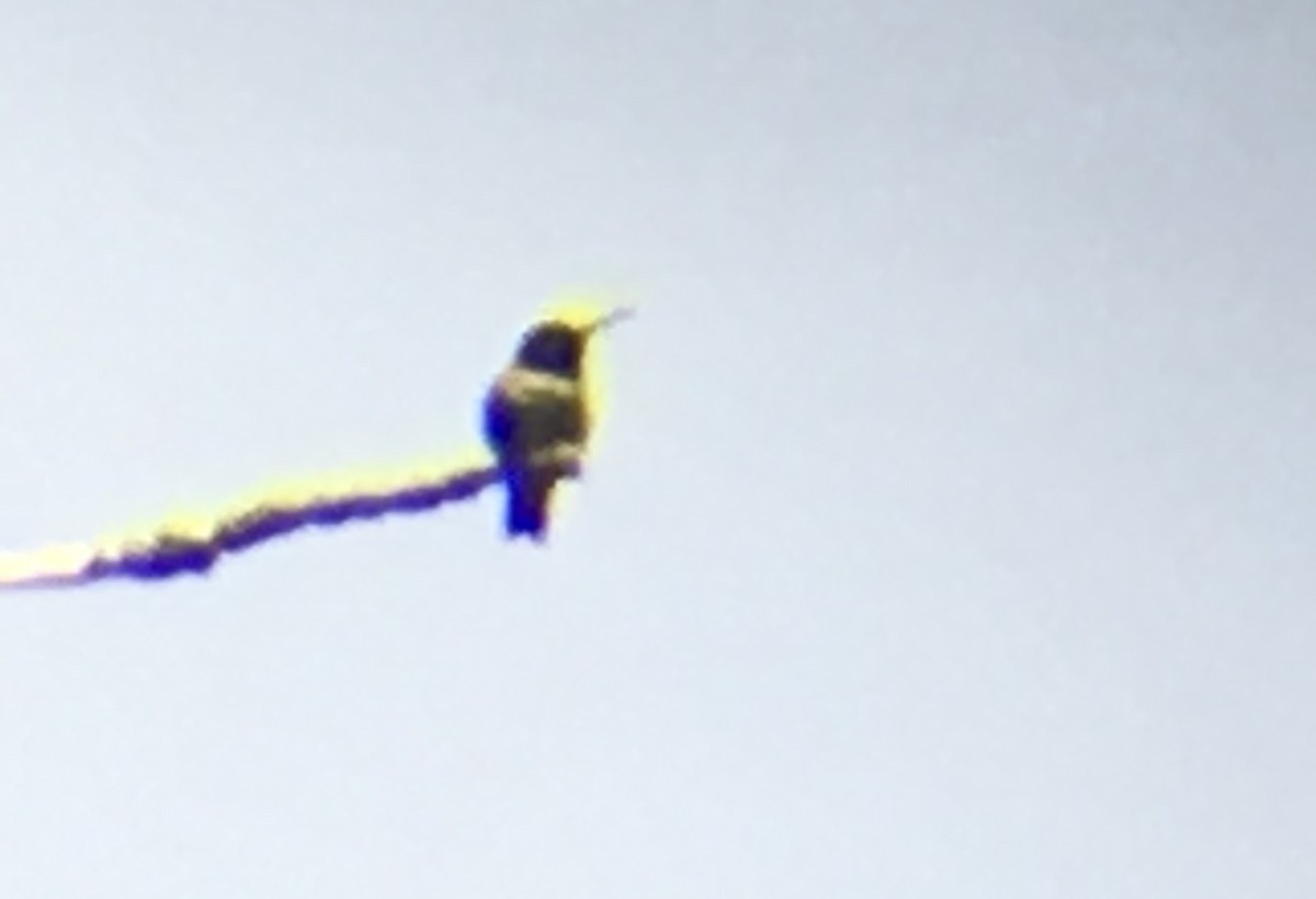 Black-chinned Hummingbird - ML524134331