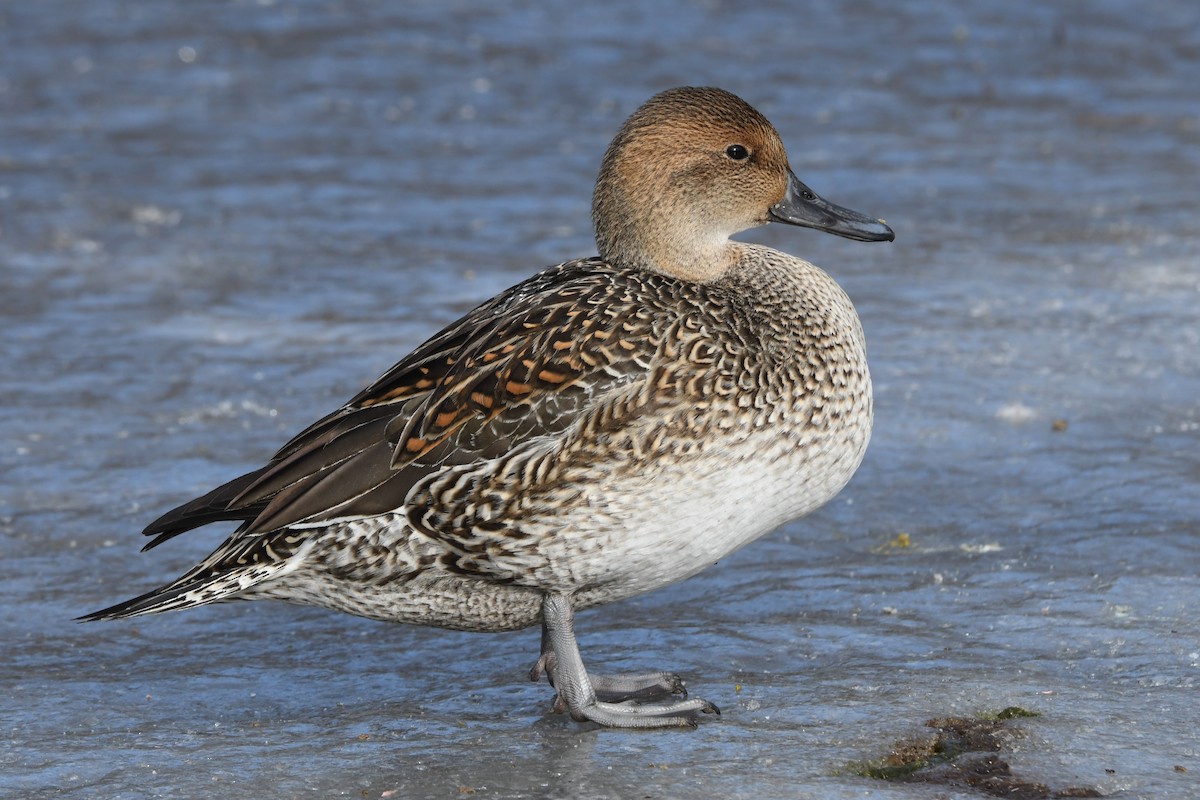 Codone - ML524134501