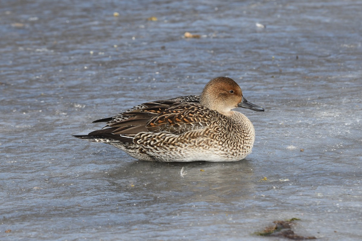 Codone - ML524134531