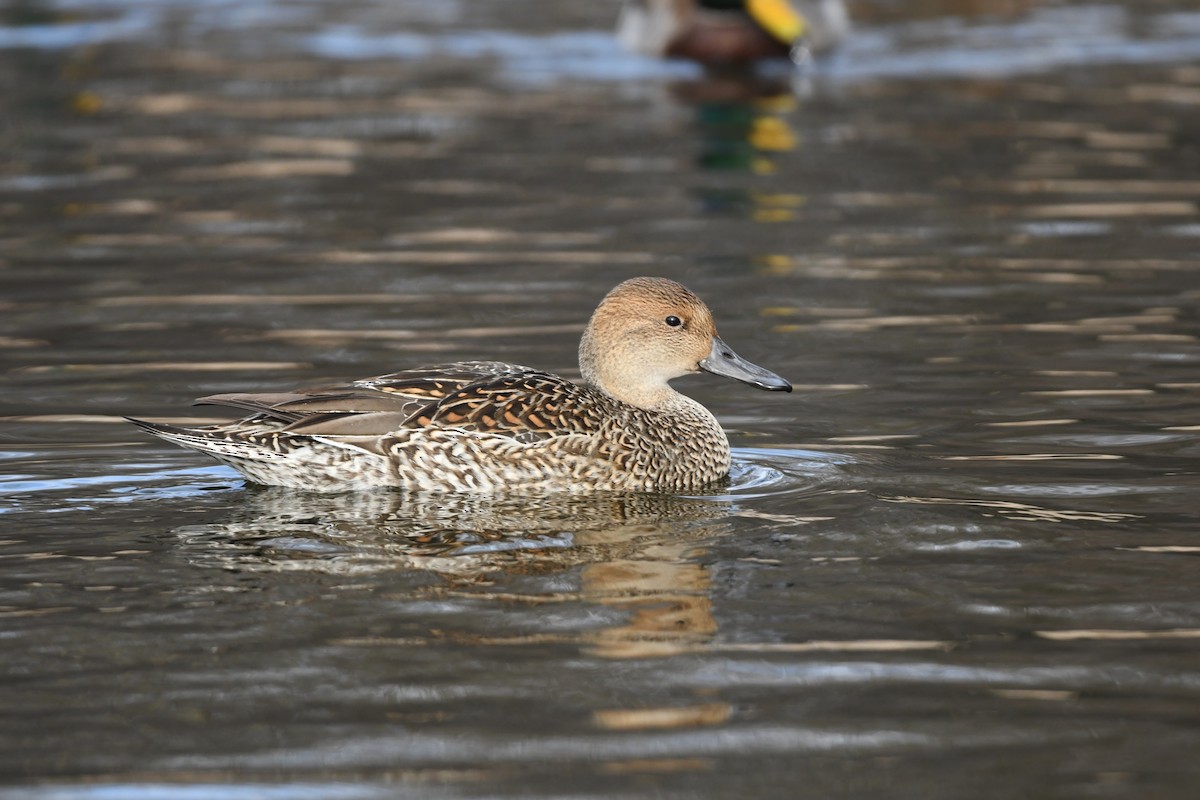 Codone - ML524134591