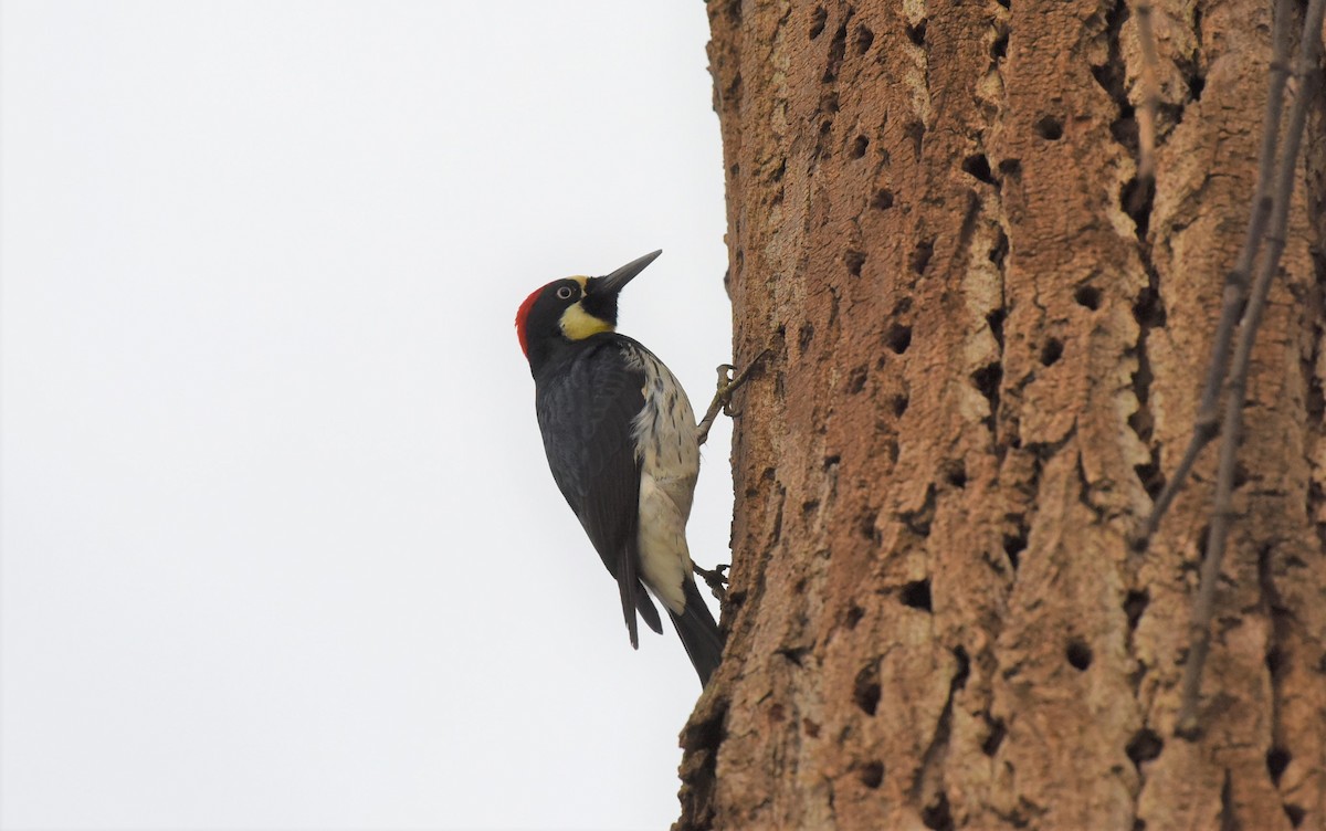 Acorn Woodpecker - ML524134671