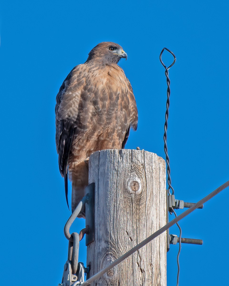 Red-tailed Hawk - ML524138701
