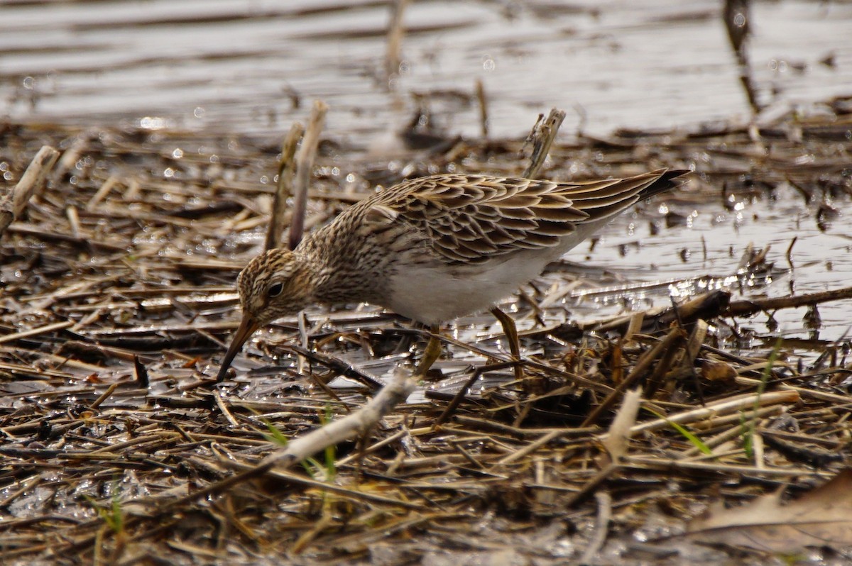 Pectoral Sandpiper - Dennis Mersky