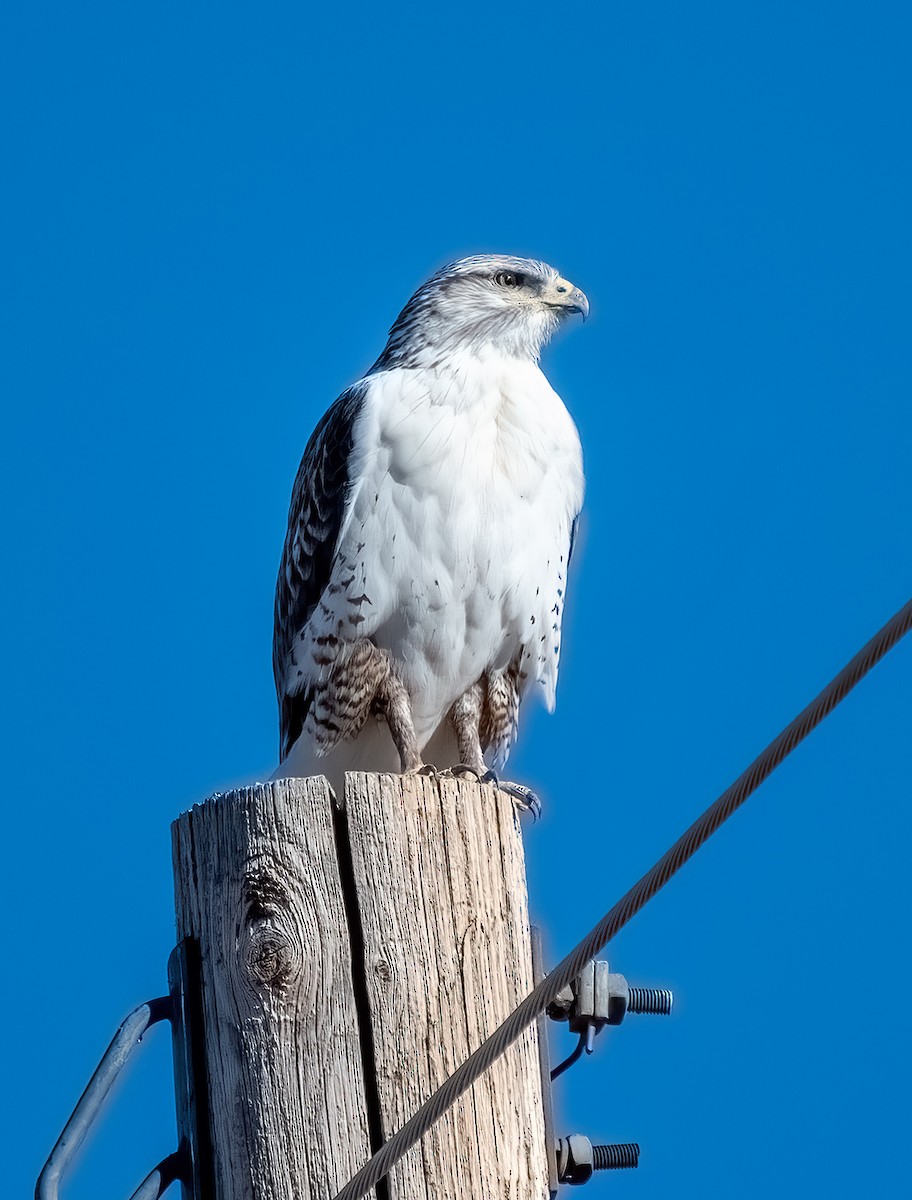 Ferruginous Hawk - ML524139311