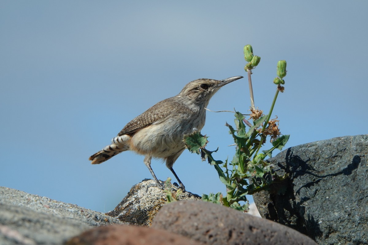 Rock Wren - ML524140391