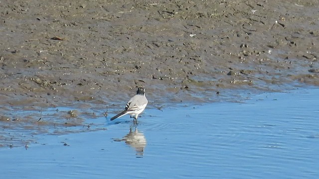 White Wagtail - ML524140651