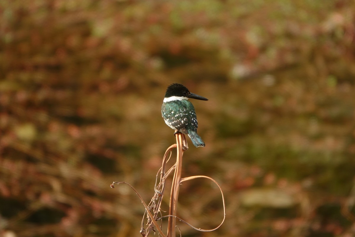 Martin-pêcheur vert - ML524140961