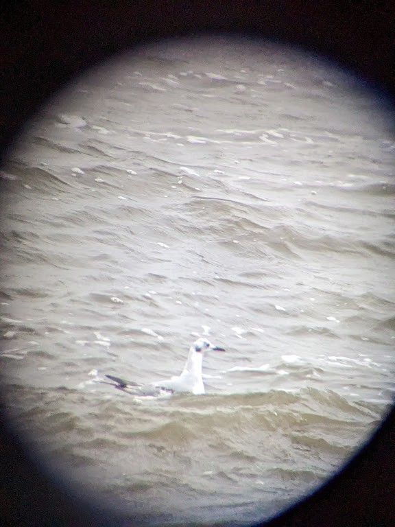 Mouette de Bonaparte - ML524141261