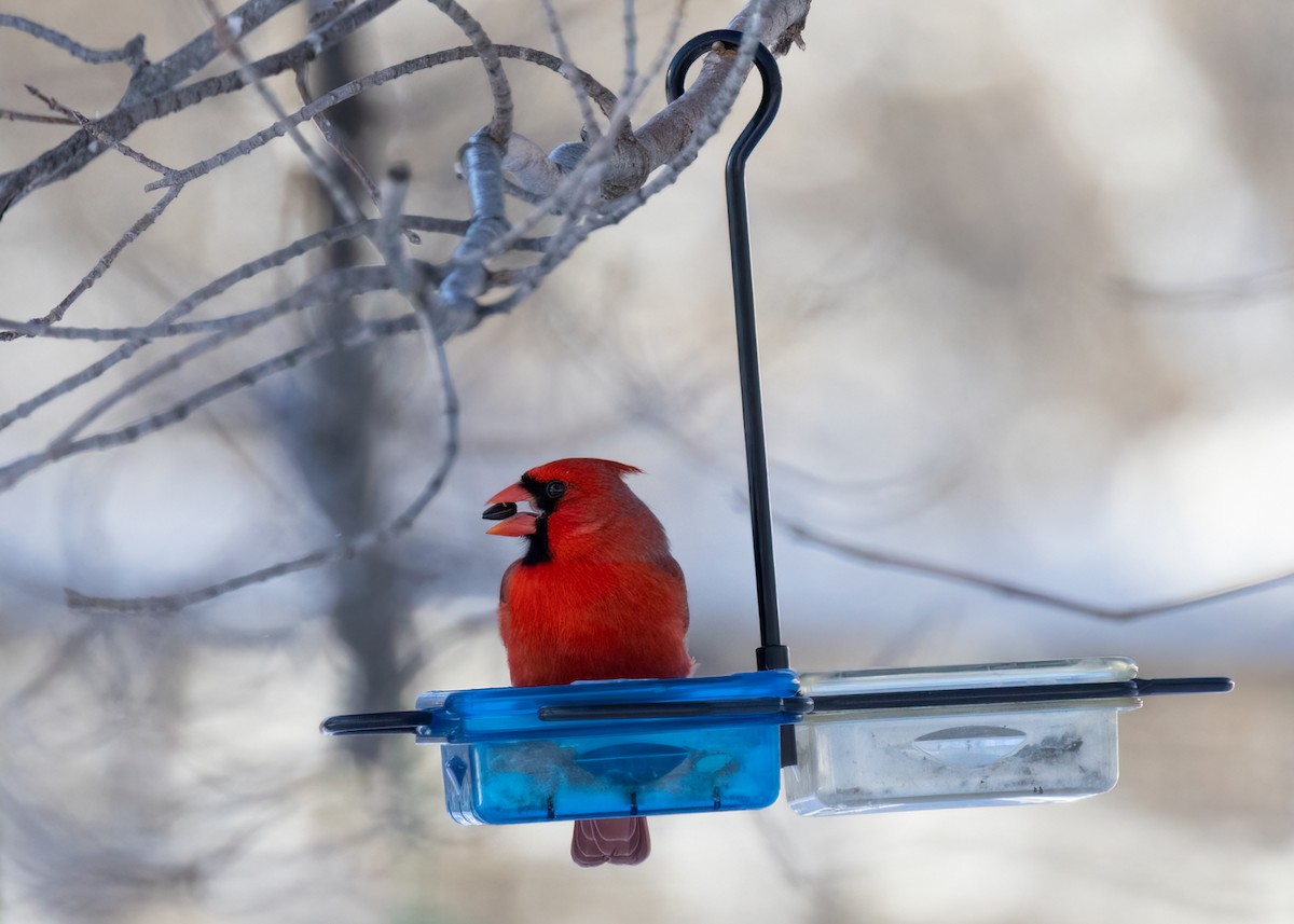 Northern Cardinal - ML524143891