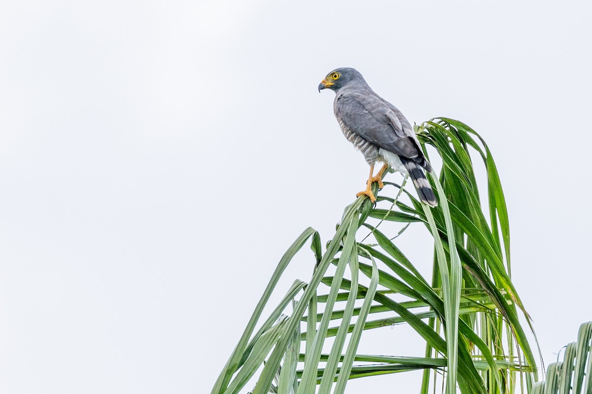 Roadside Hawk - ML524144381