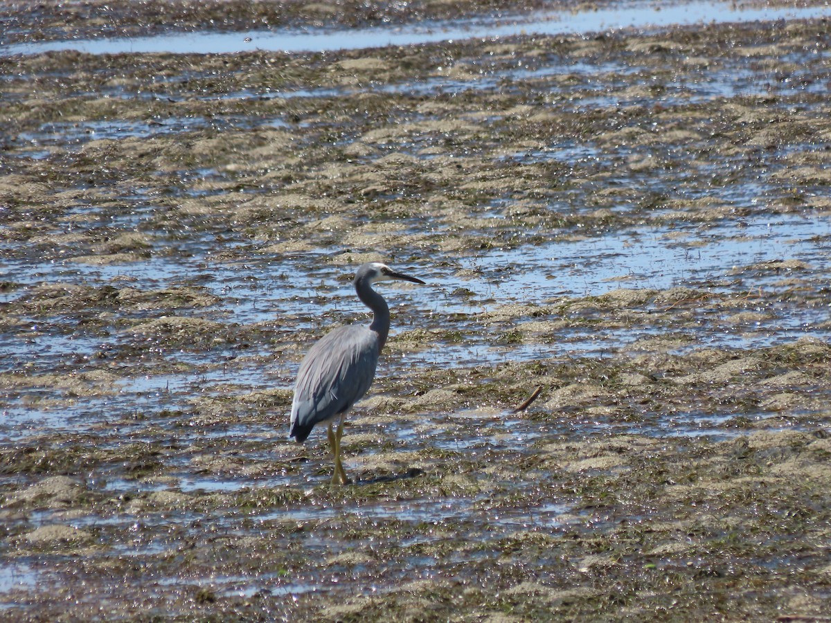 White-faced Heron - Becky Turley