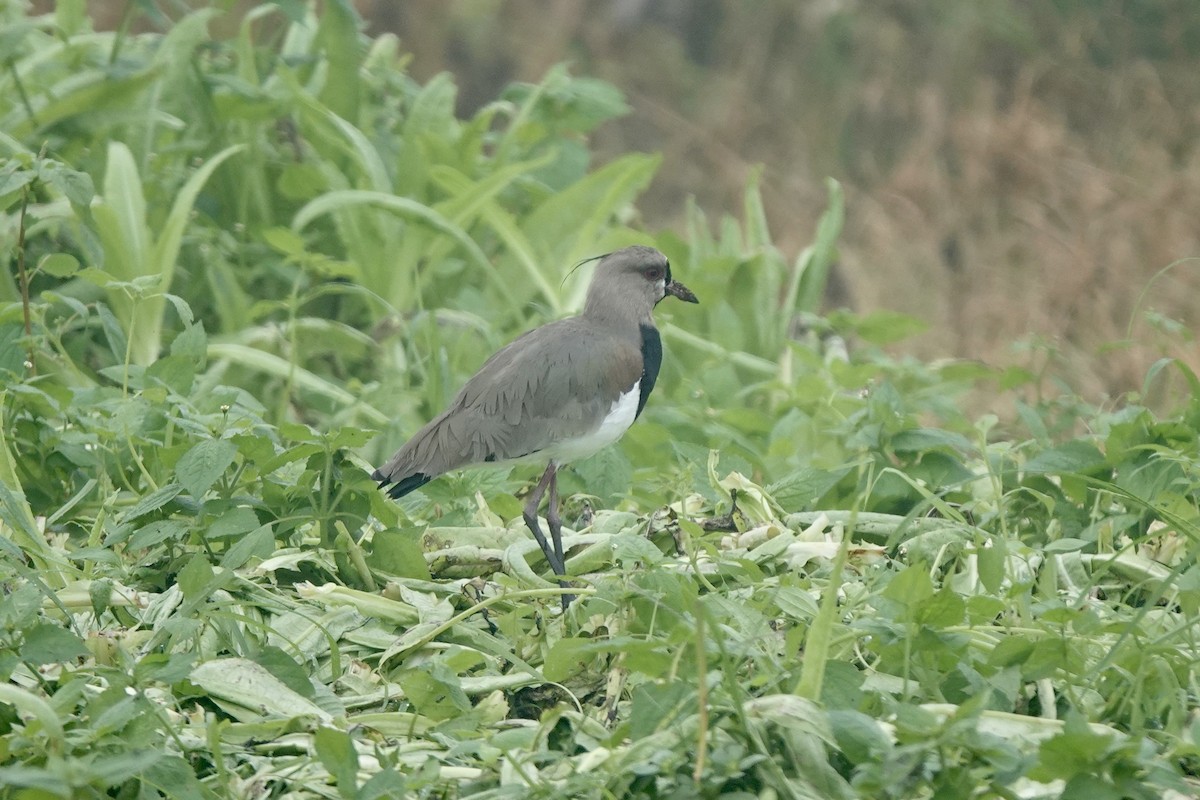 Southern Lapwing - Bob Greenleaf