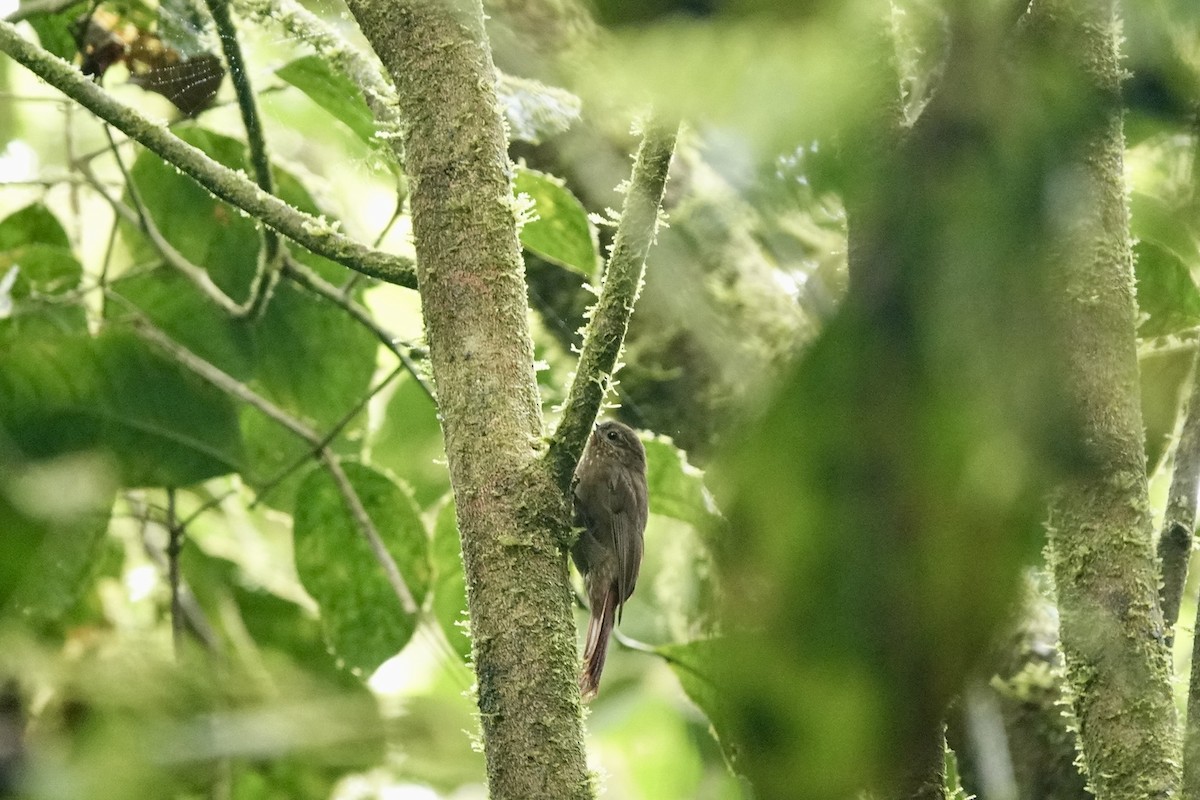 Wedge-billed Woodcreeper - Bob Greenleaf