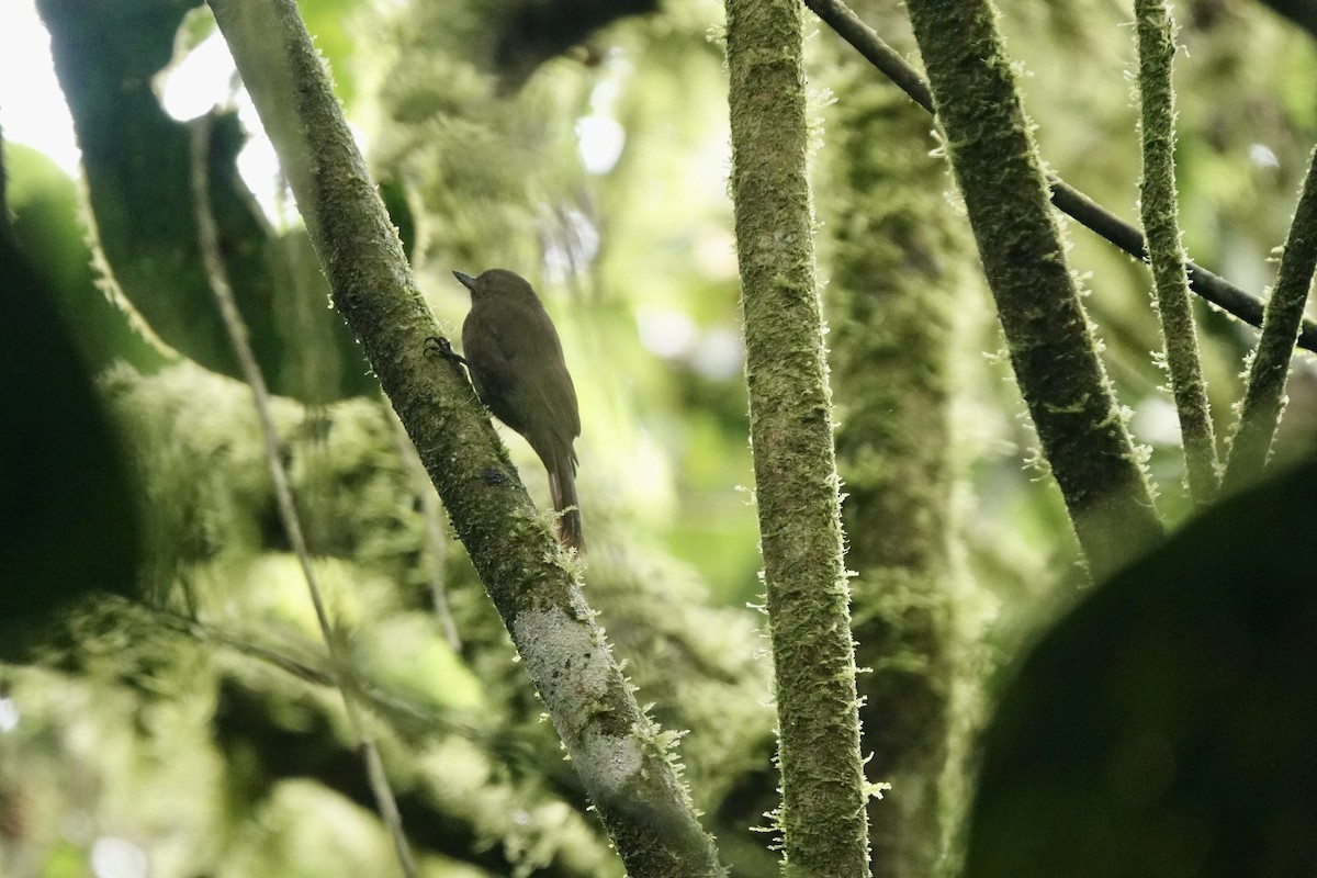 Wedge-billed Woodcreeper - ML524146071