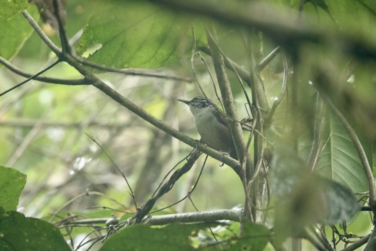 White-breasted Wood-Wren - Bob Greenleaf