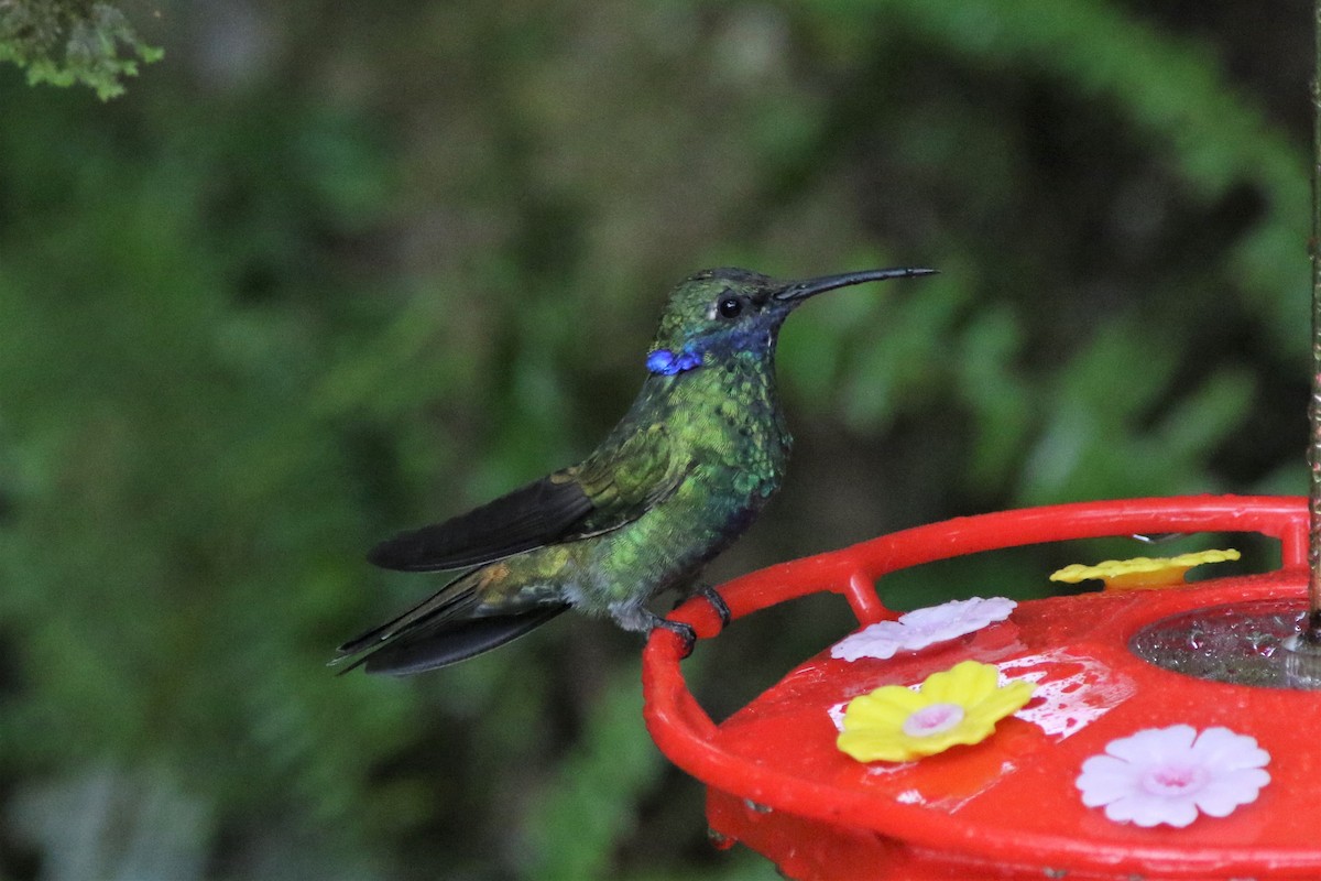 kolibřík modrouchý - ML524147551