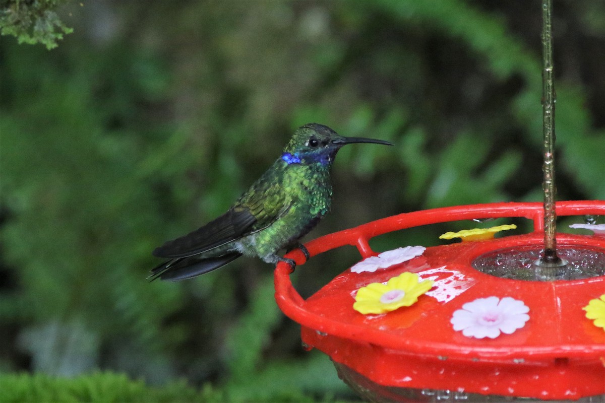 kolibřík modrouchý - ML524147561