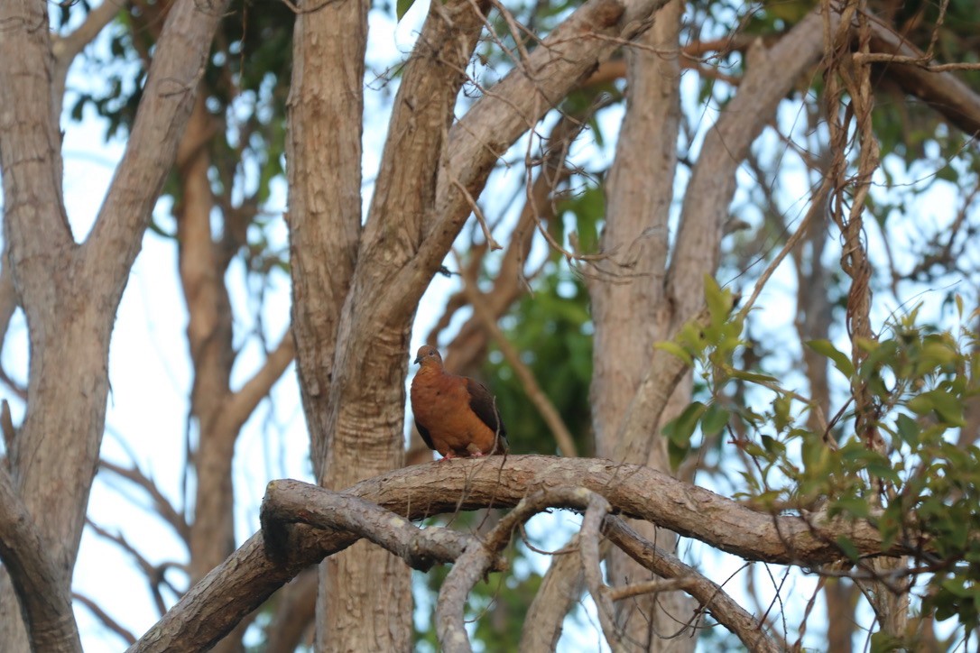 Brown Cuckoo-Dove - ML524147751