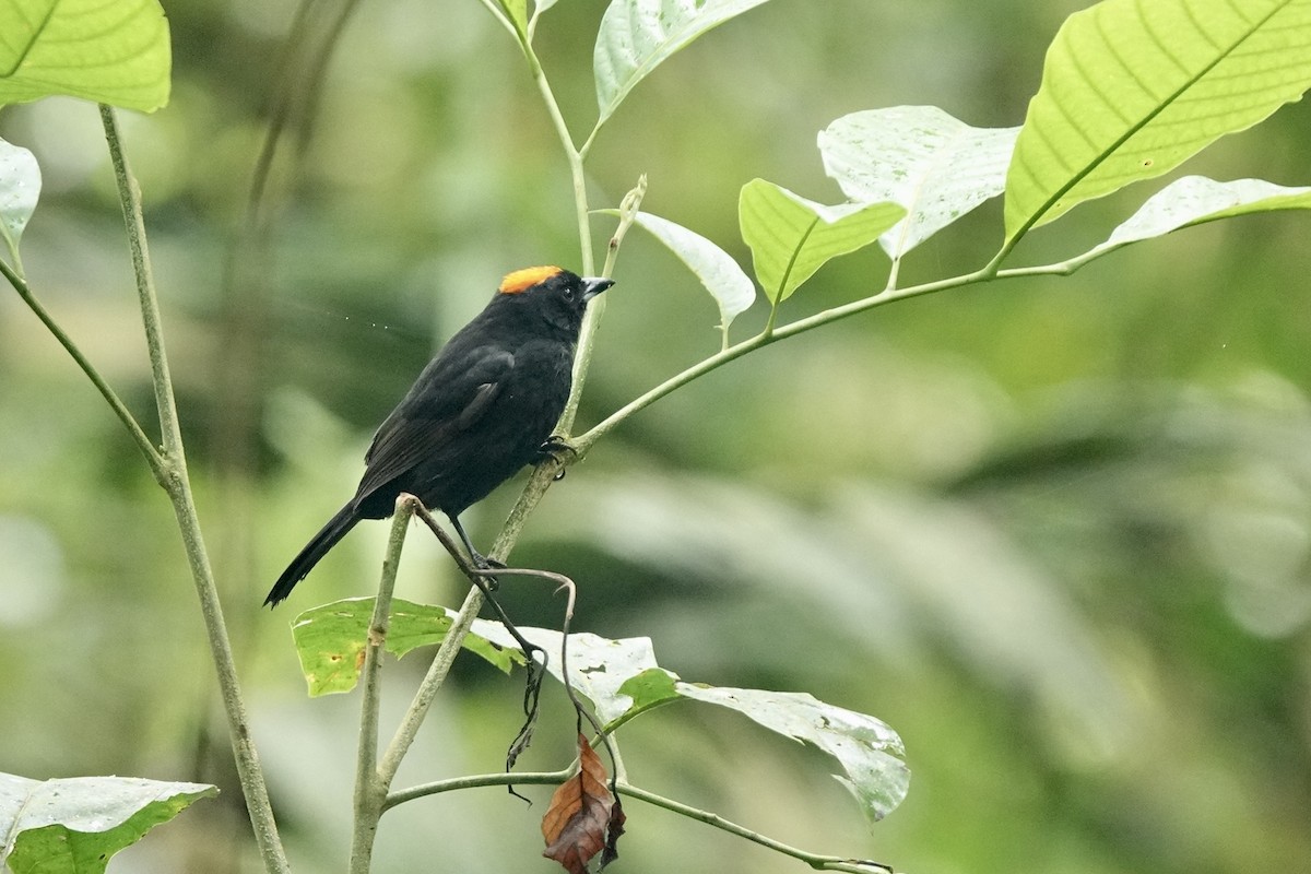 チャボウシクロフウキンチョウ - ML524147771