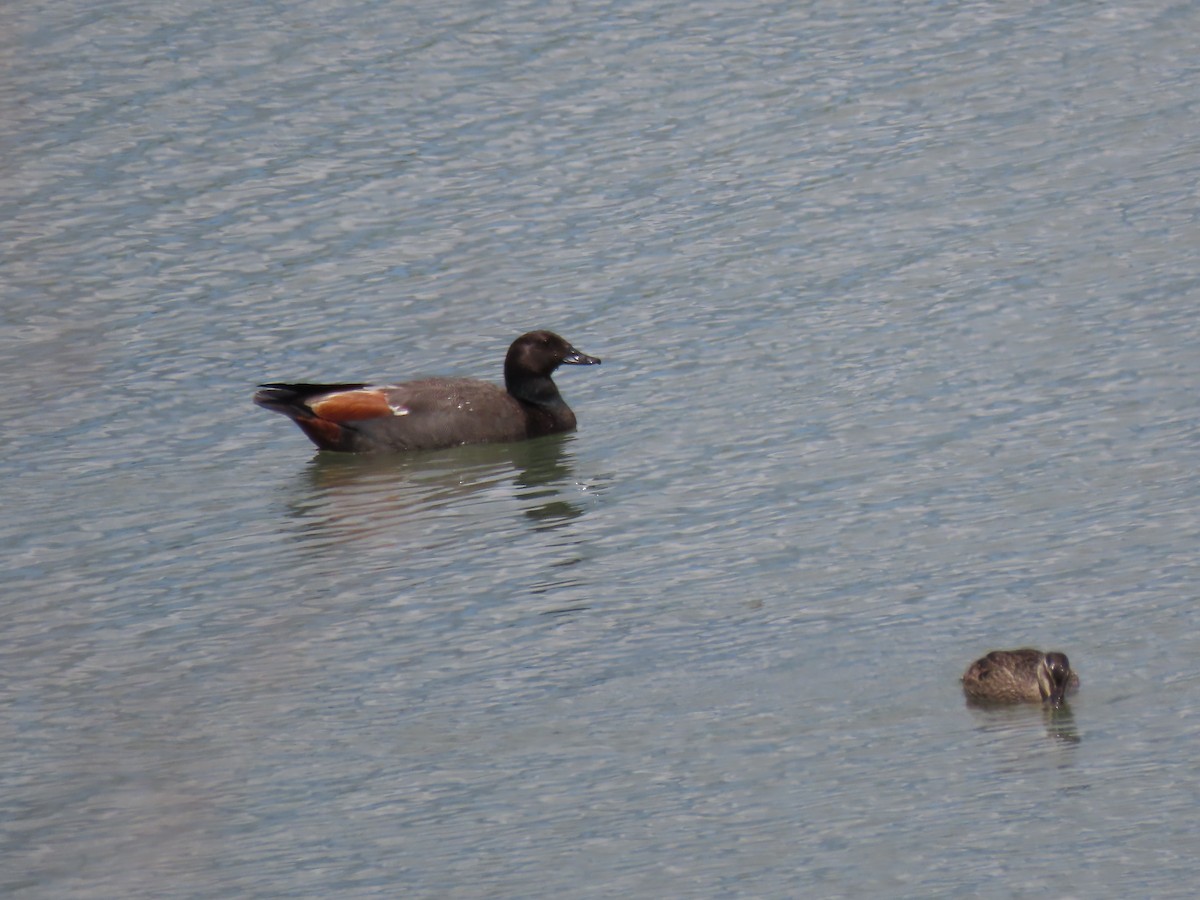 Paradise Shelduck - ML524147961