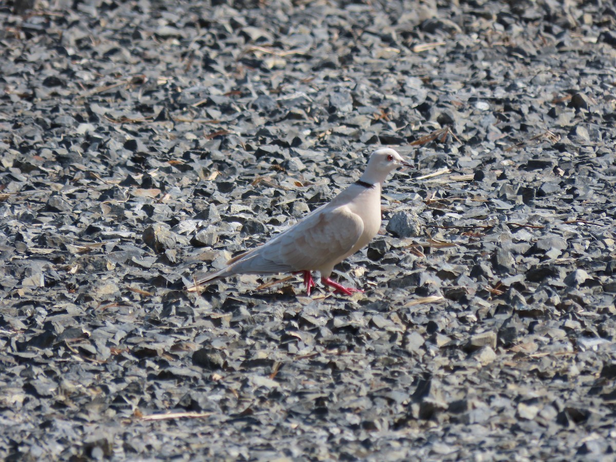 African Collared-Dove - ML524148711