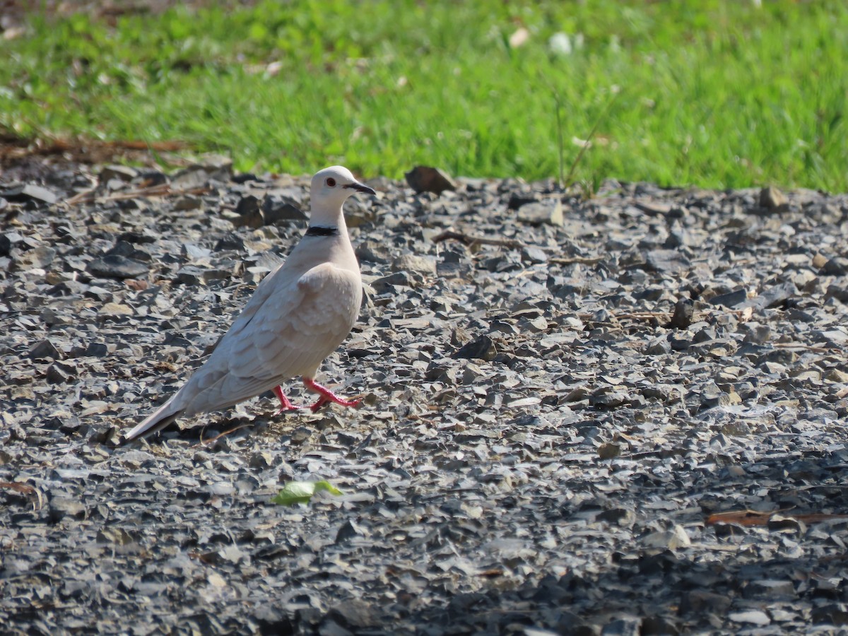 African Collared-Dove - ML524148791