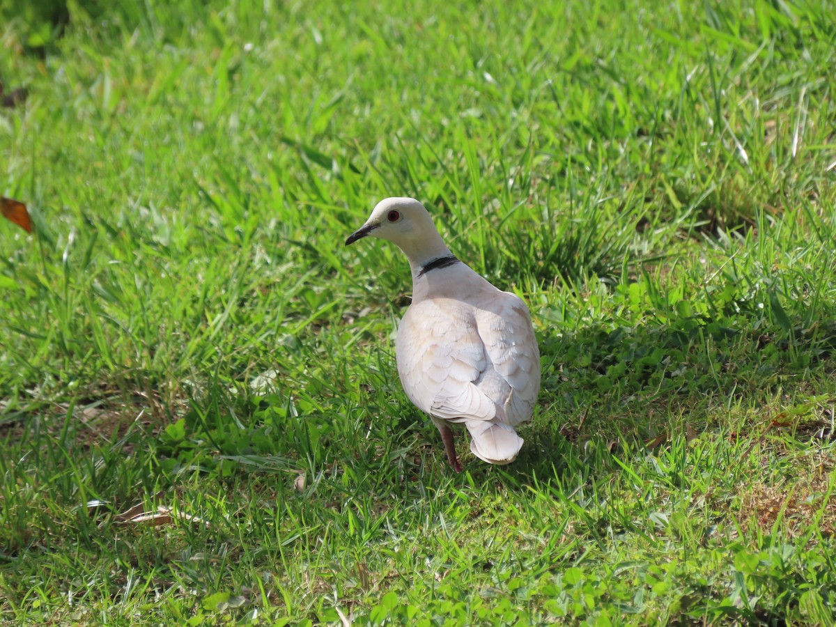 African Collared-Dove - ML524148821