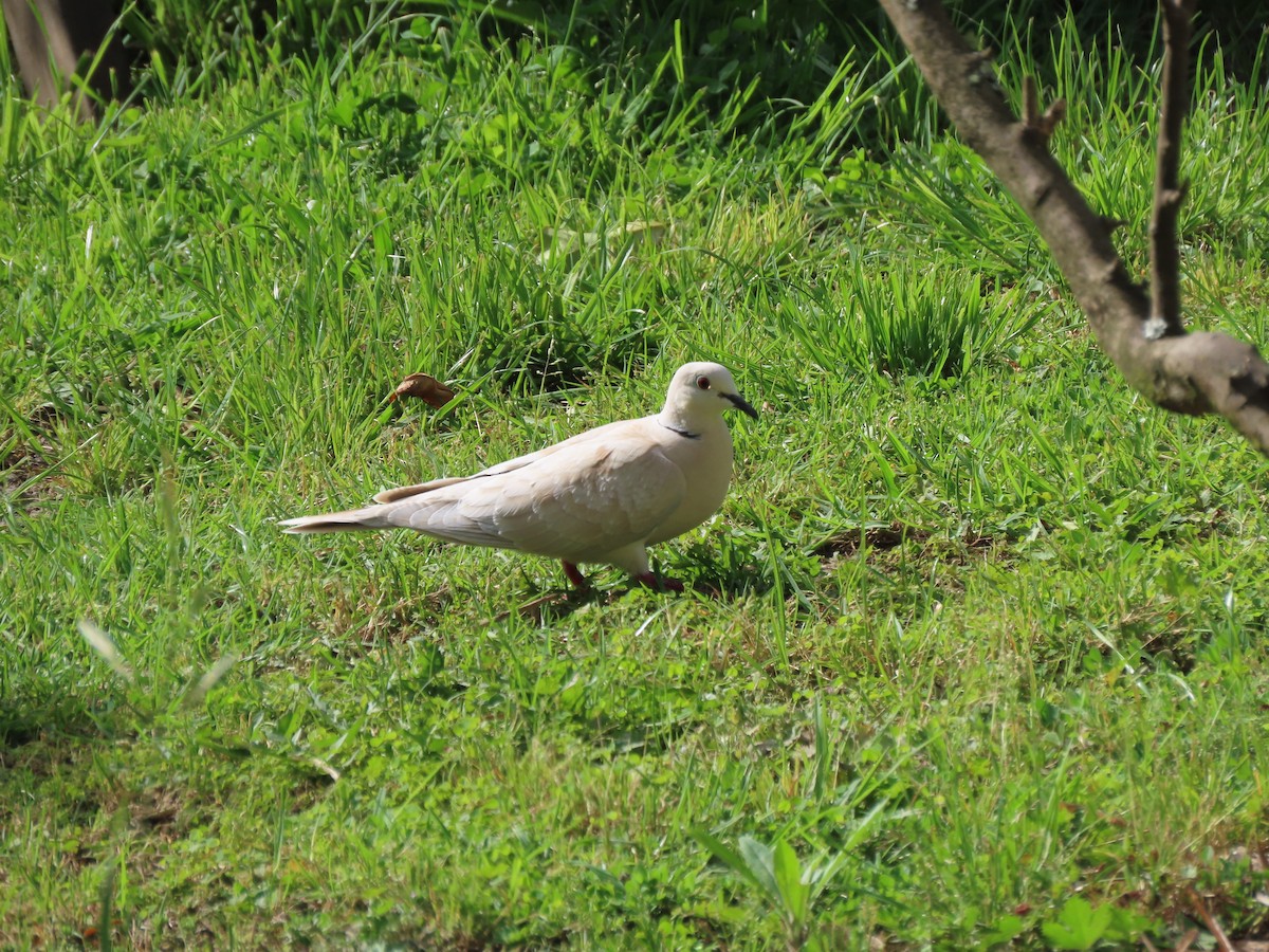 African Collared-Dove - ML524148871