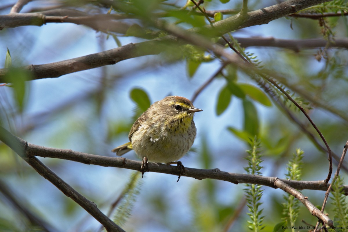 Palm Warbler - ML52414941