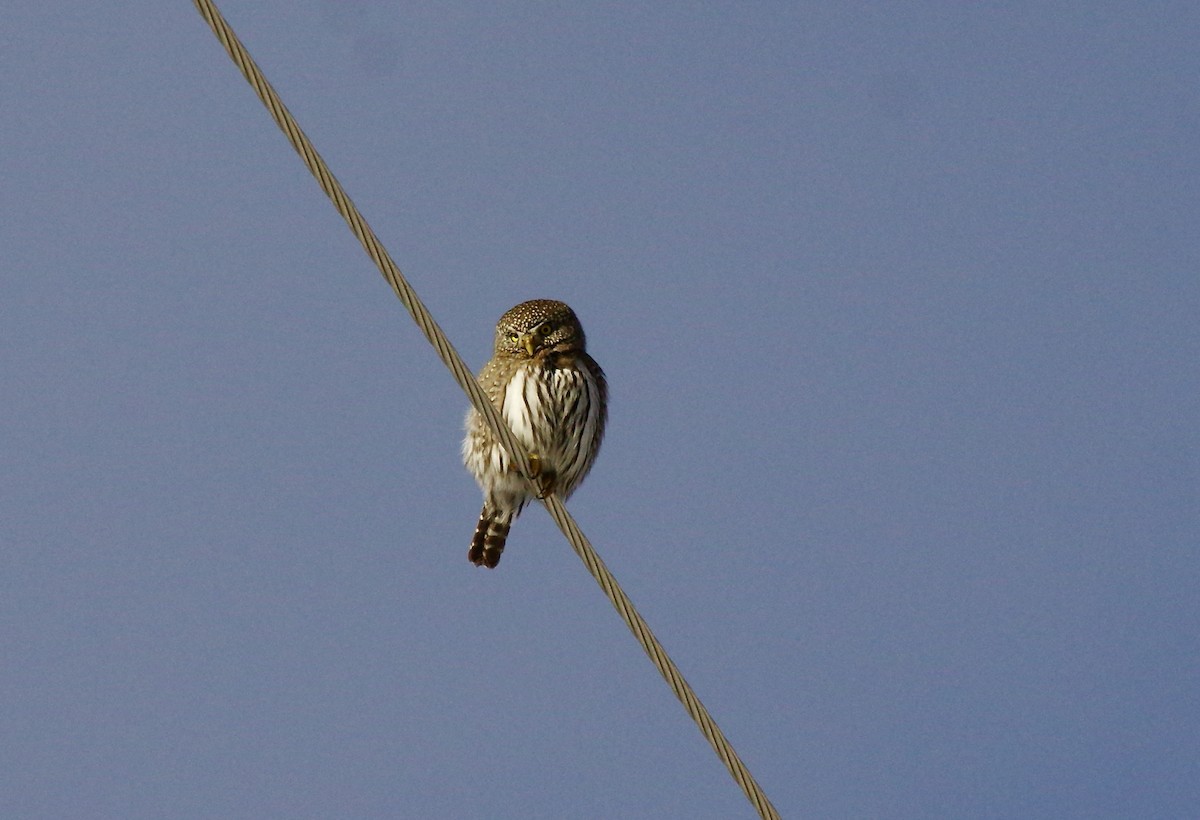 Northern Pygmy-Owl - ML524150501