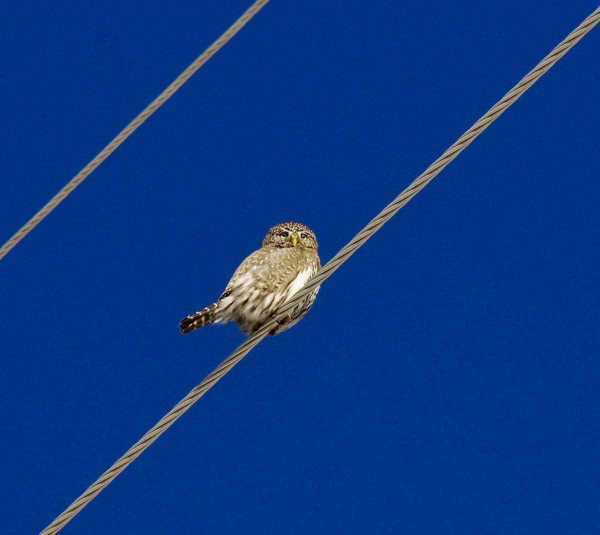 Northern Pygmy-Owl - ML524150521