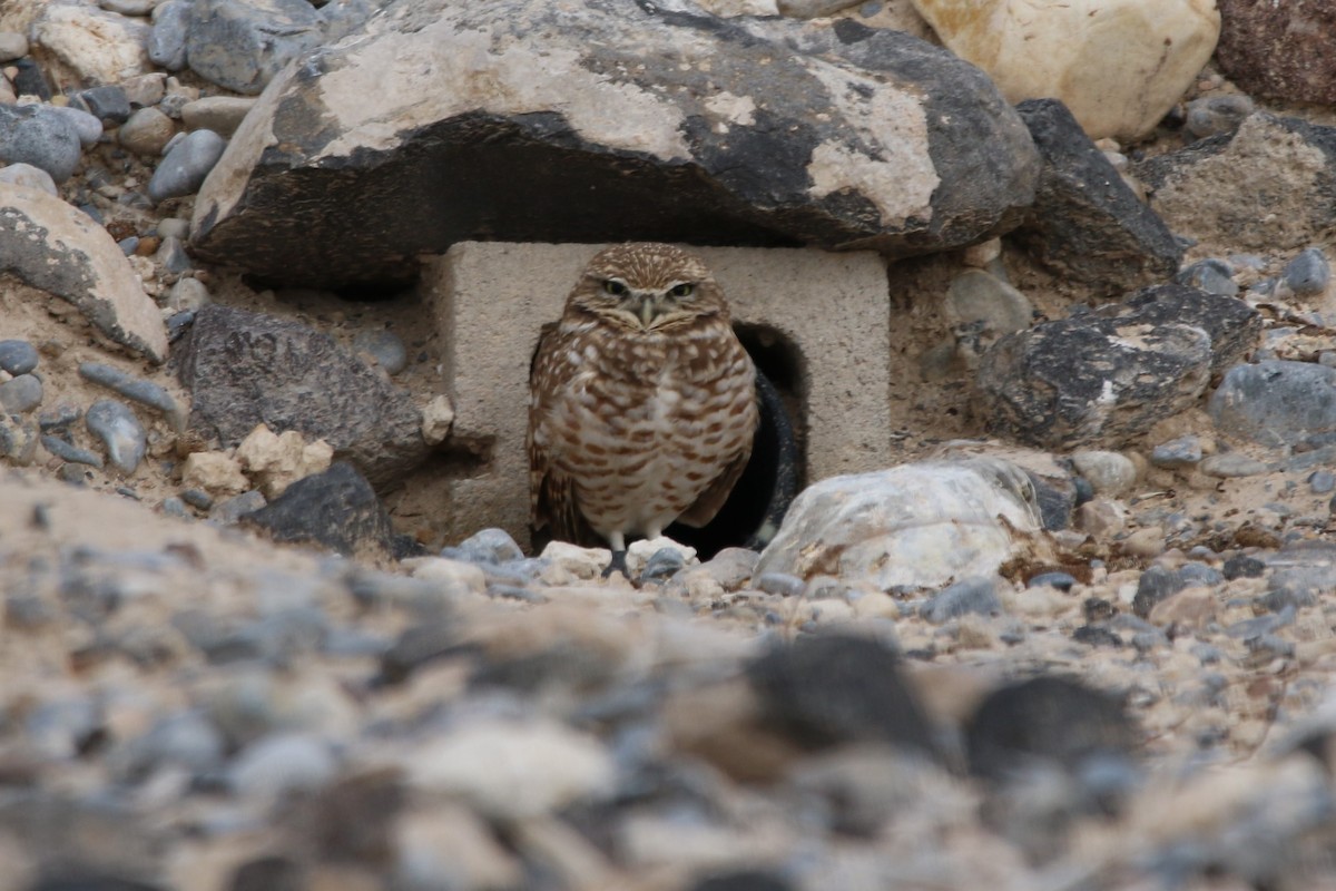 Burrowing Owl - ML524150871