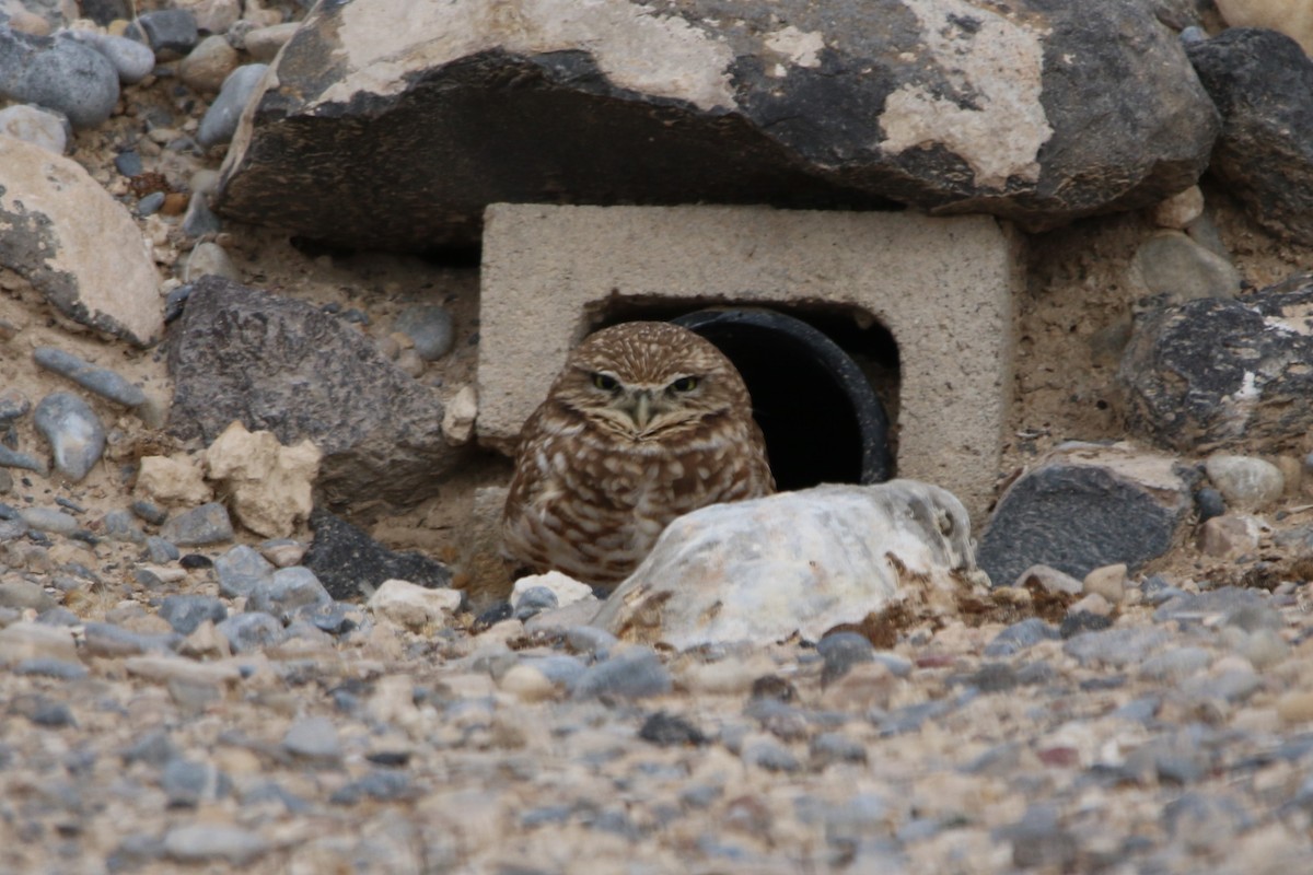 Burrowing Owl - ML524150981