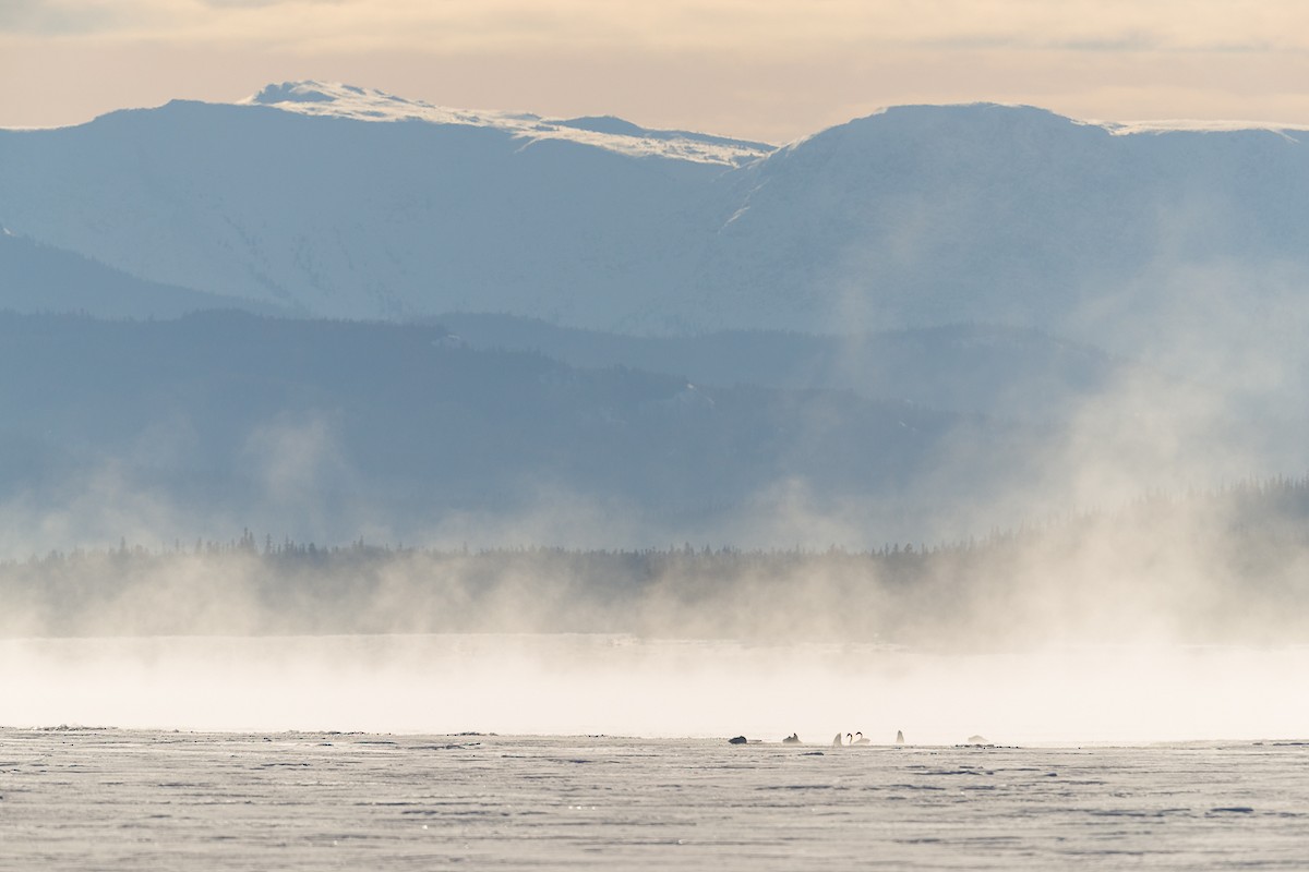 Cygne trompette - ML52415141