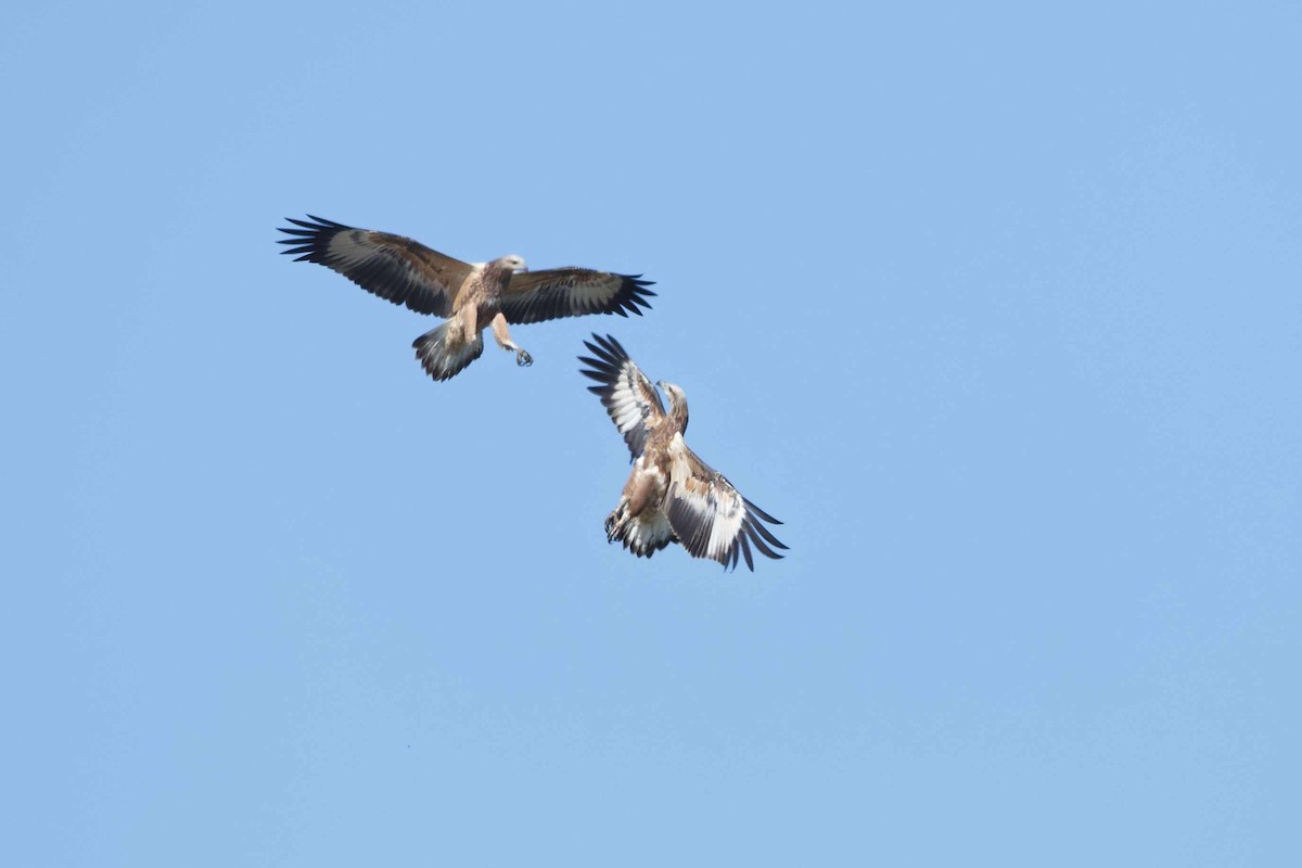 White-bellied Sea-Eagle - ML524152331