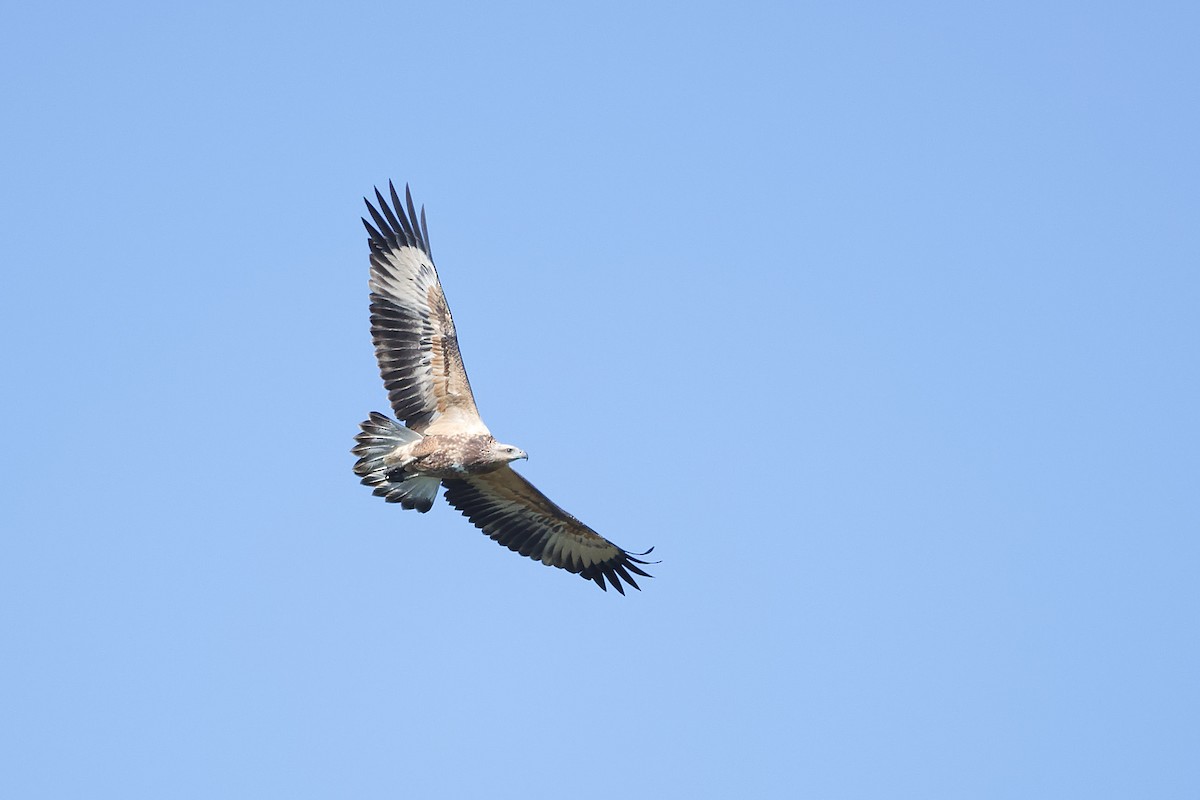 White-bellied Sea-Eagle - ML524152361