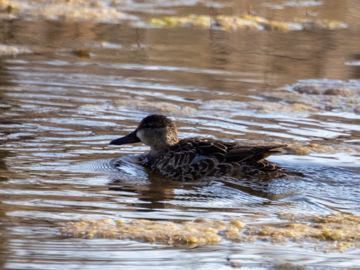 Blue-winged Teal - ML524152451