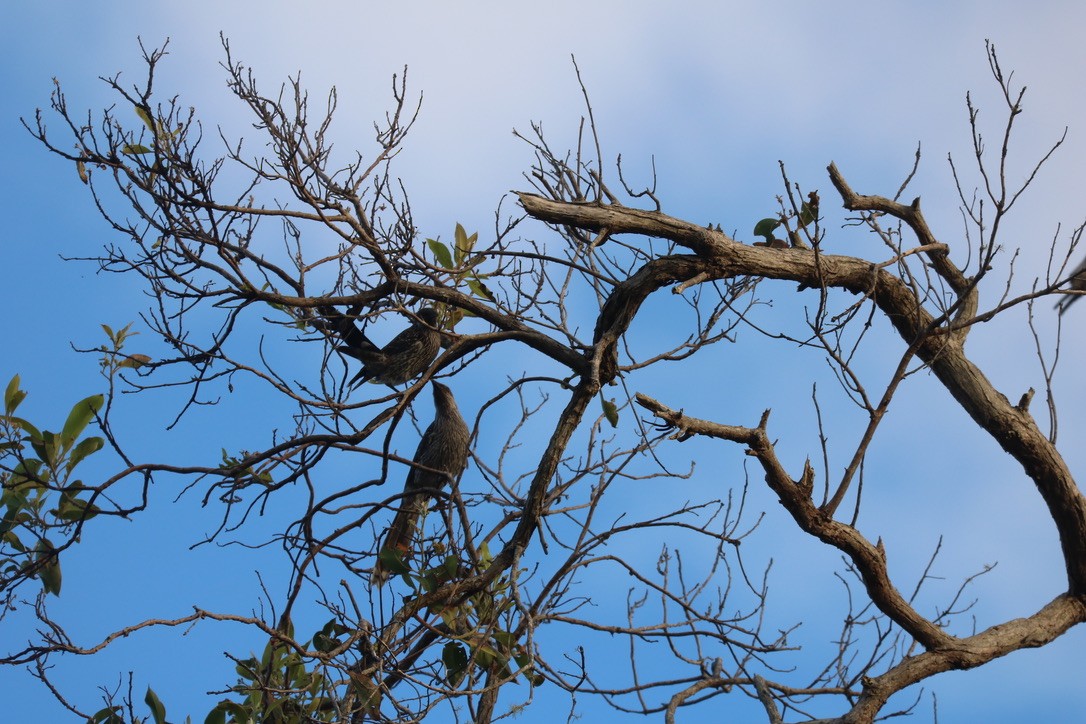 Little Wattlebird - ML524152571