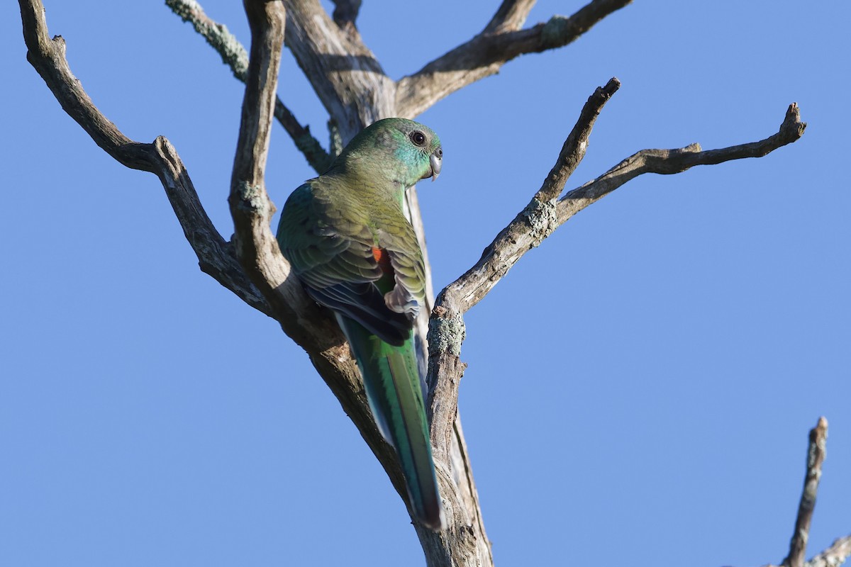 Red-rumped Parrot - ML524153531