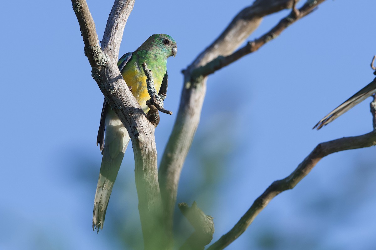 Red-rumped Parrot - ML524153551