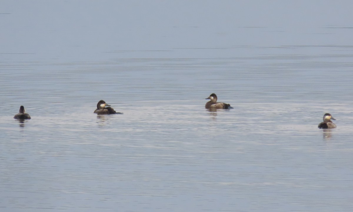 Ruddy Duck - ML524155831