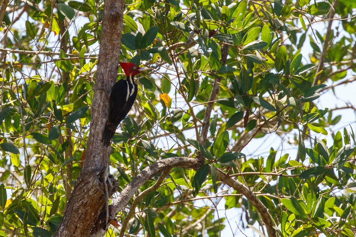 Pale-billed Woodpecker - ML524155921