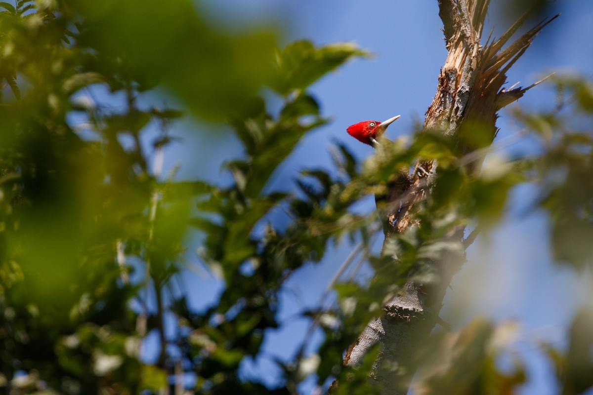 Pale-billed Woodpecker - ML524155931