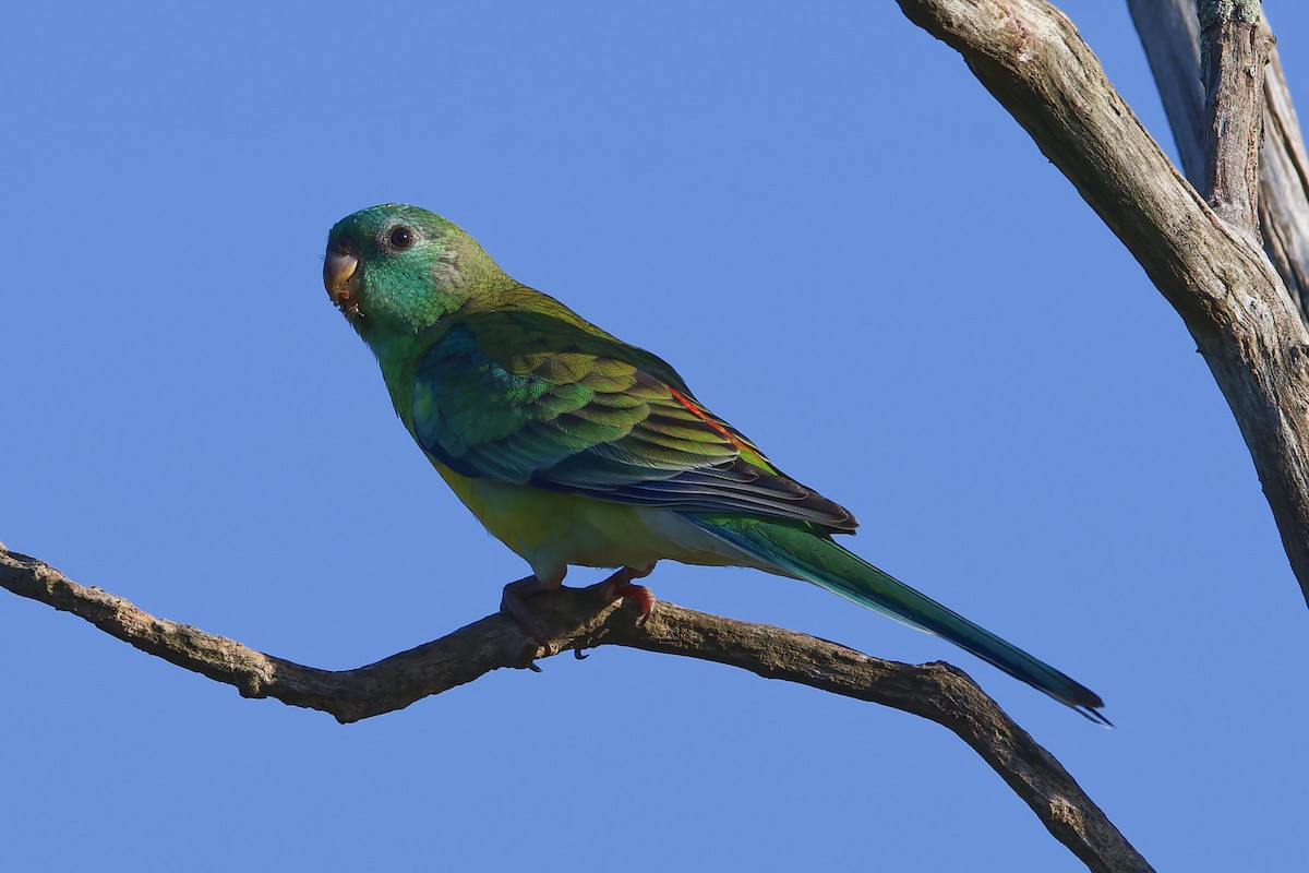 Red-rumped Parrot - Adrian van der Stel