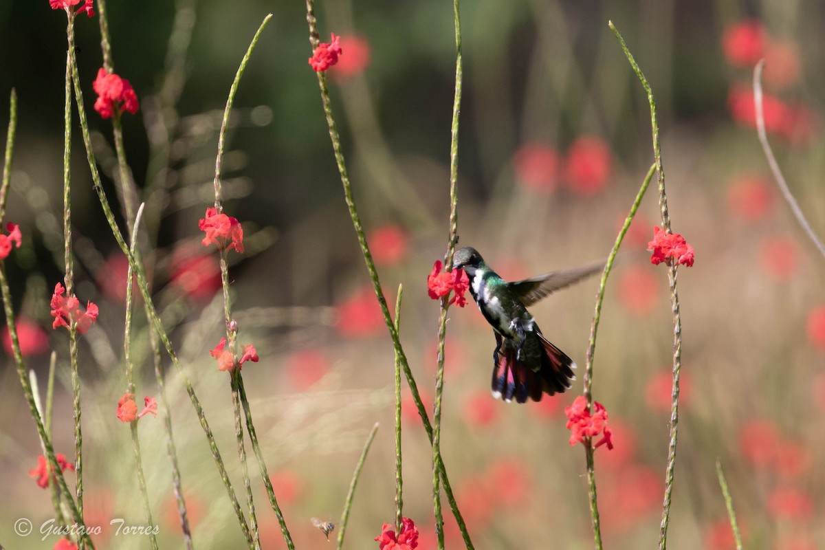 Schwarzbrust-Mangokolibri - ML524156361