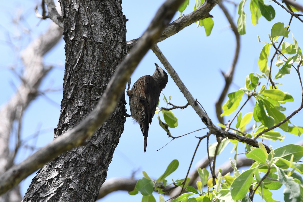 Brown Treecreeper - ML524156631