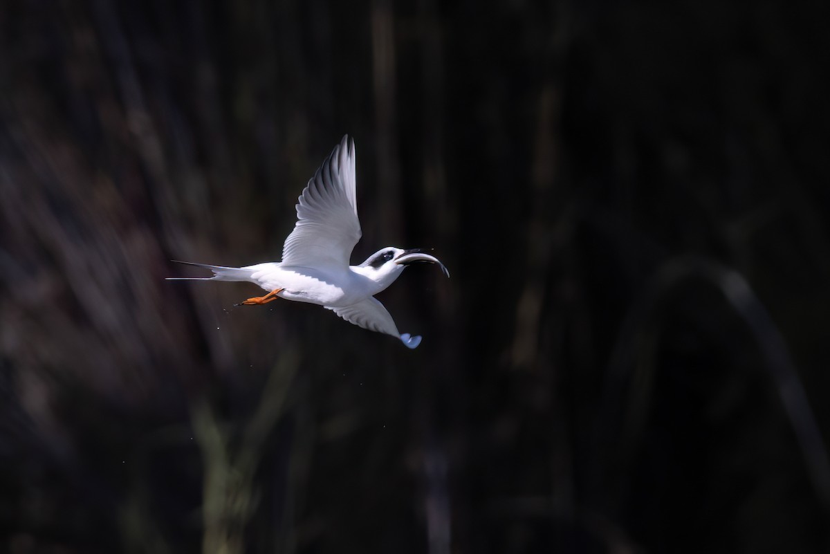 Forster's Tern - ML524157471