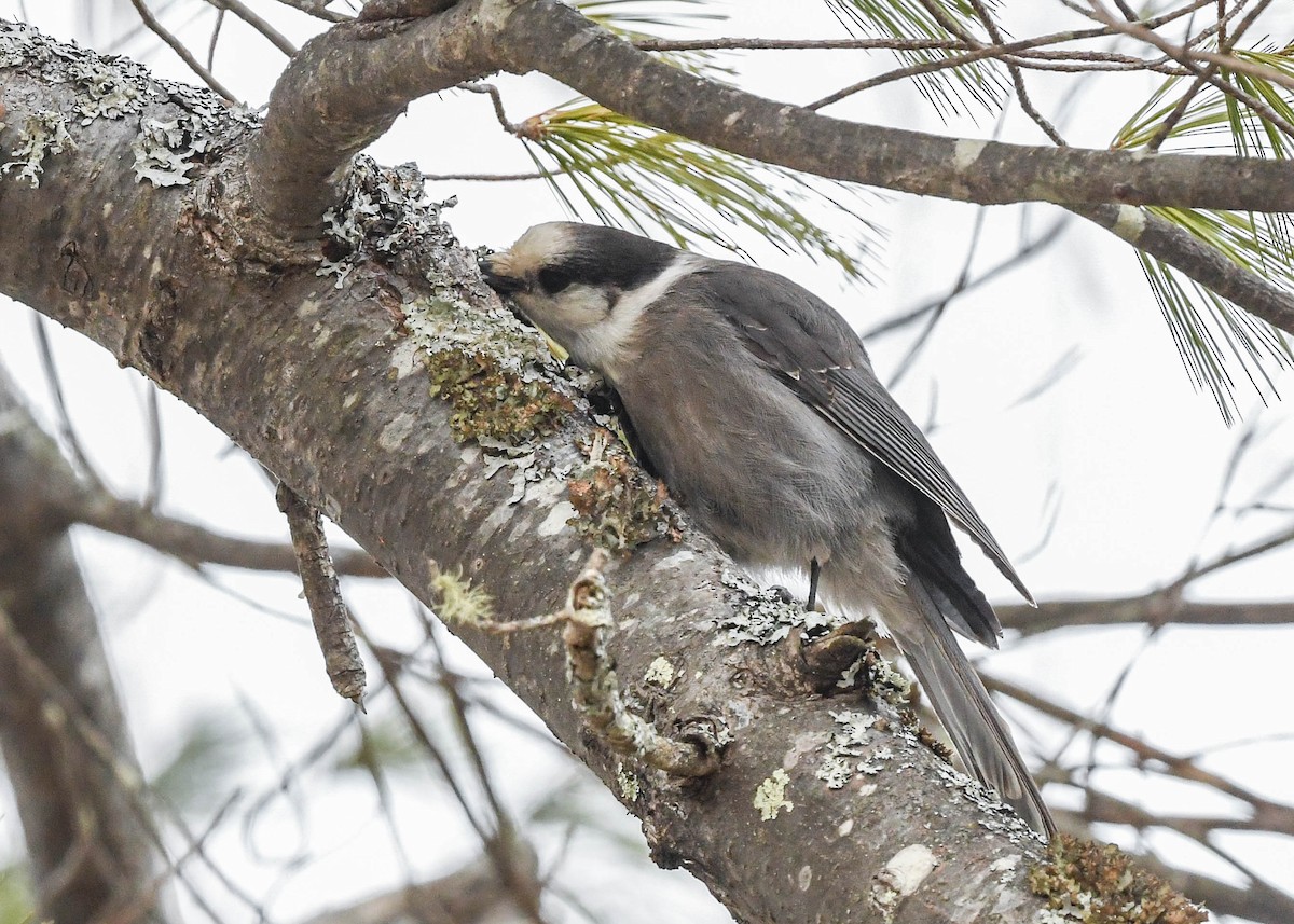 Canada Jay - ML524157921