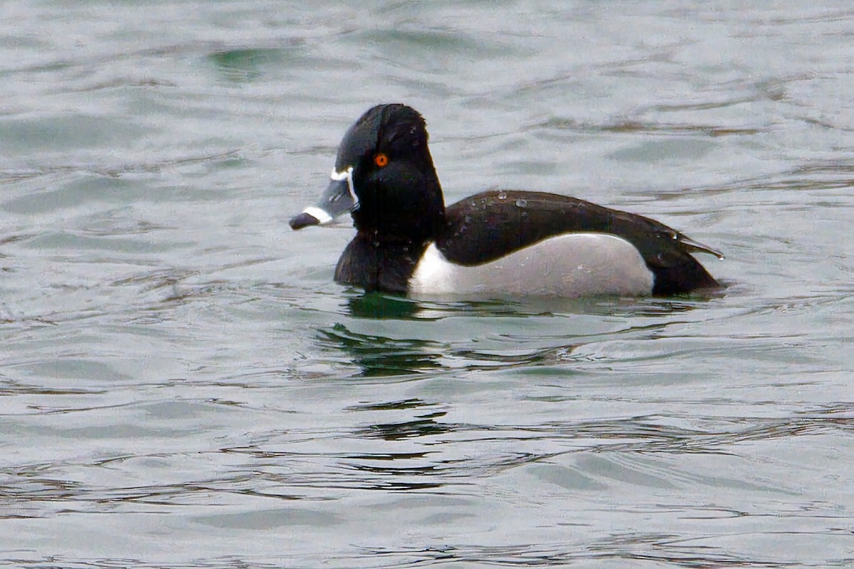 Ring-necked Duck - ML524159911
