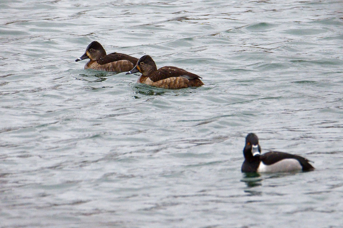 Ring-necked Duck - ML524159971